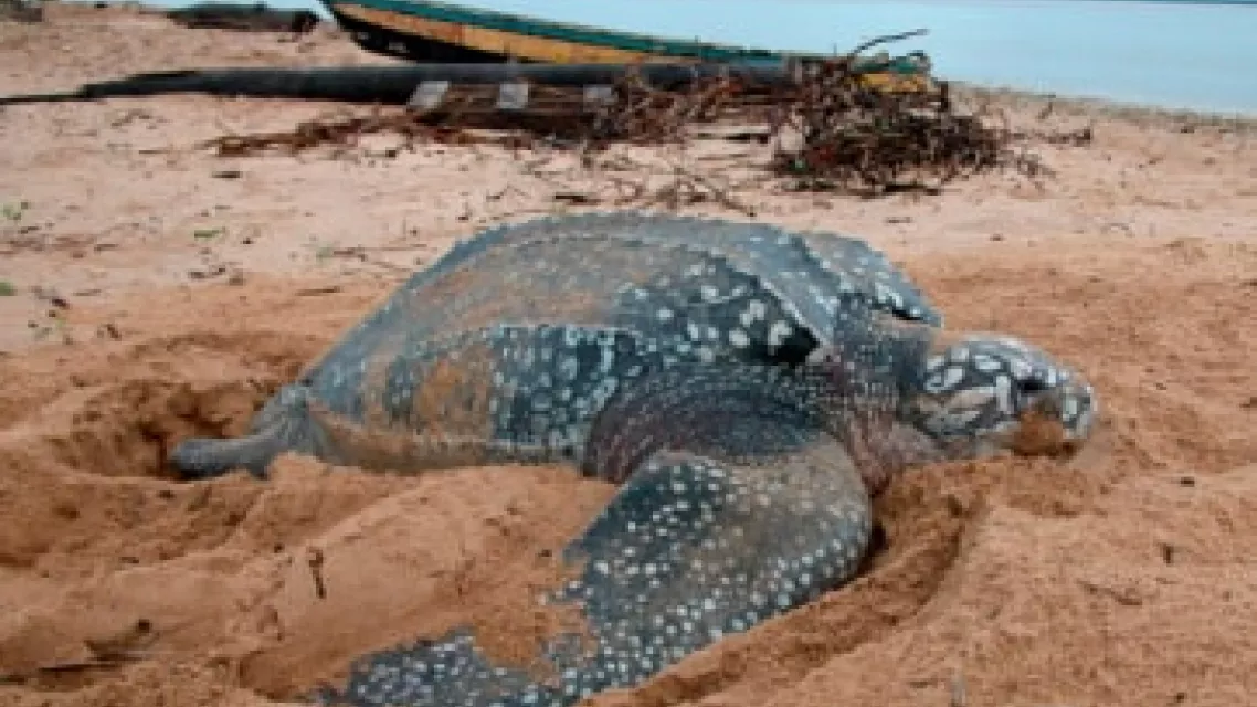 13 - préparer son voyage en Guyane - 1-min.jpg