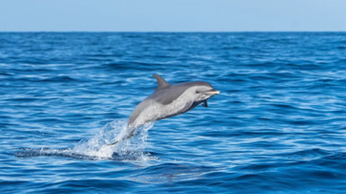 Ou-et-comment-nager-avec-les-dauphins-en-Guadeloupe_1-vignette.jpg