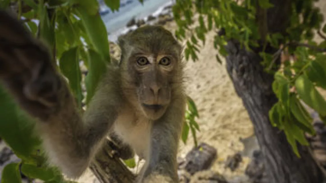 Ou-rencontrer-des-singes-en-Guyane-0--fadbaa3.jpg