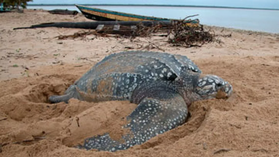 Ou-voir-les-pontes-de-tortues-en-Guyane--2d10229.jpg