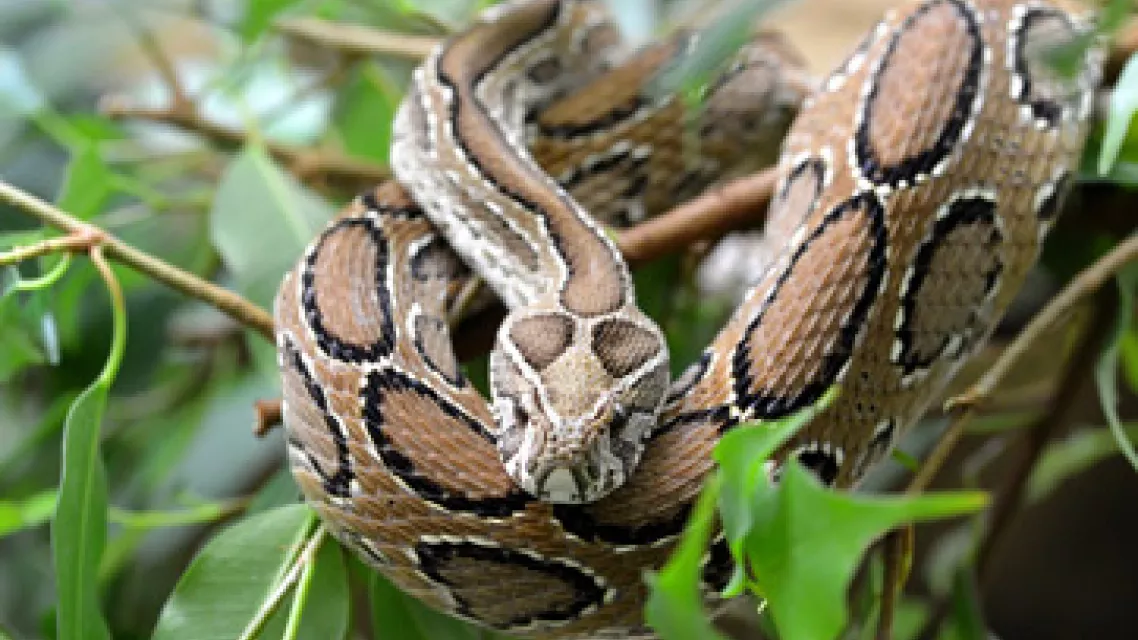 Peut-on-rencontrer-des-serpents-en-Guadeloupe_1-vignette.jpg