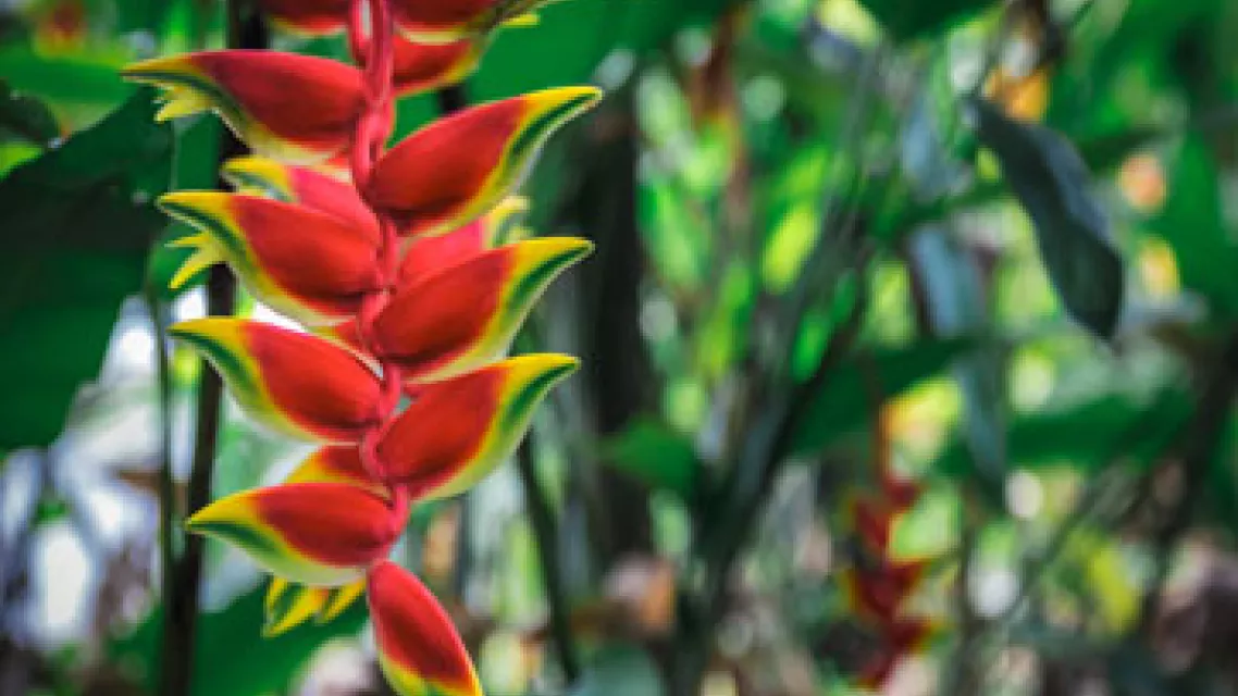 Top-5-des-plus-belles-fleurs-exotiques-de-Guyane.jpg