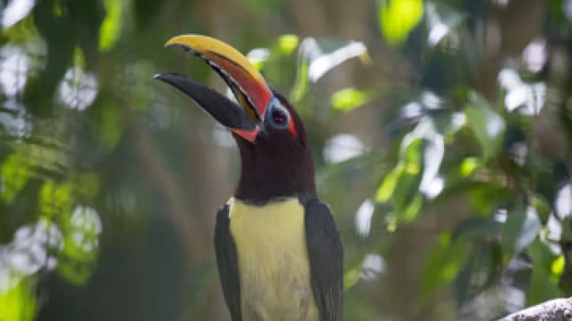 Tout-savoir-sur-les-toucans-de-Guyane.jpg