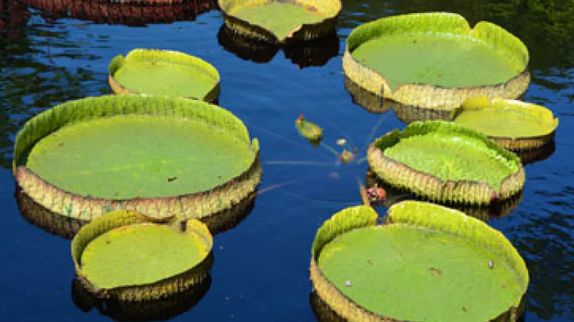 Visite-du-Jardin-Botanique-de-Guyane.jpg