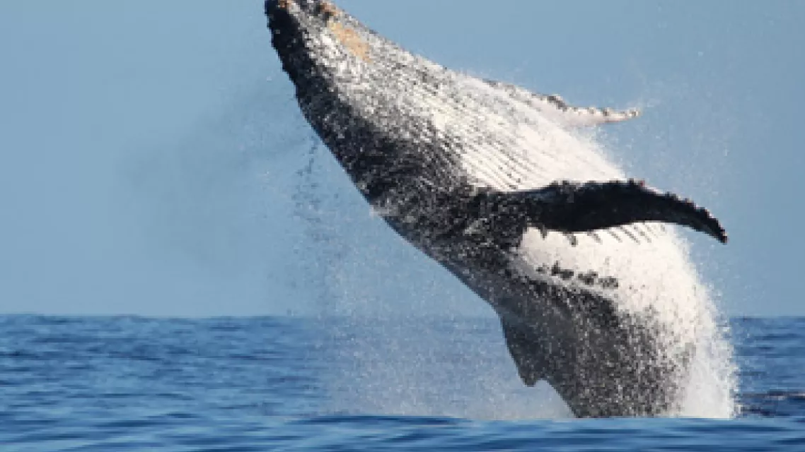 baleine-guadeloupe-vignette.jpg