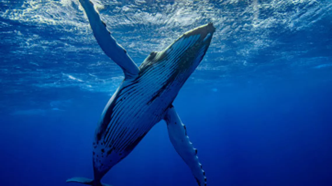 baleine-martinique-vignette.jpg