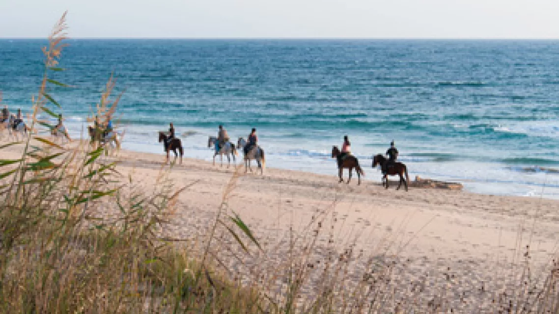 cheval-guadeloupe-vignette.jpg