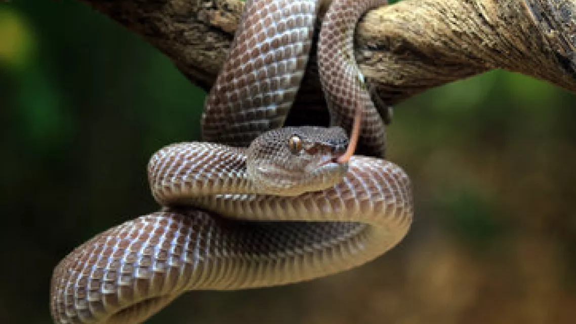 danger serpent martinique min.jpg