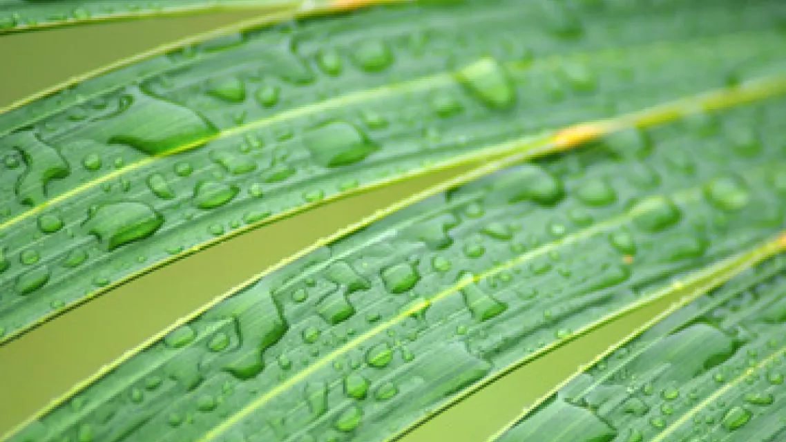 guadeloupe-pluie-vignette.jpg