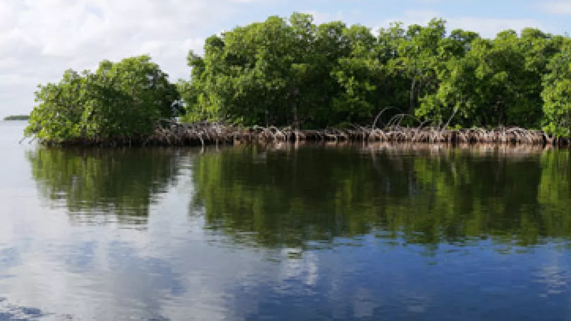 visiter-mangrove-guadeloupe-vignette.jpg