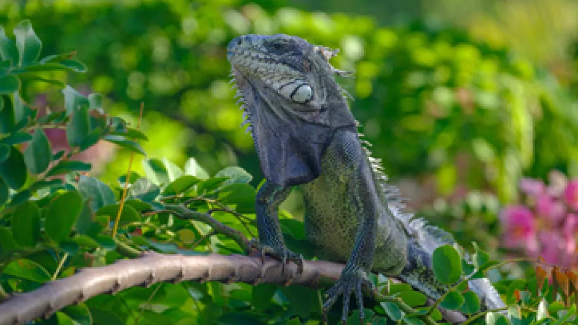 voir-iguanes-guadeloupe-vignette.jpg