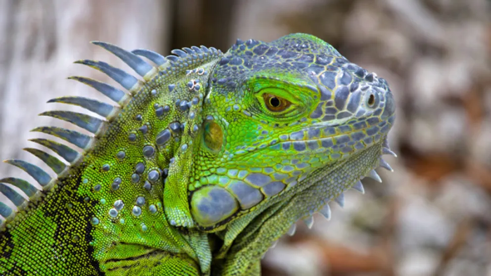 Les iguanes verts de Martinique