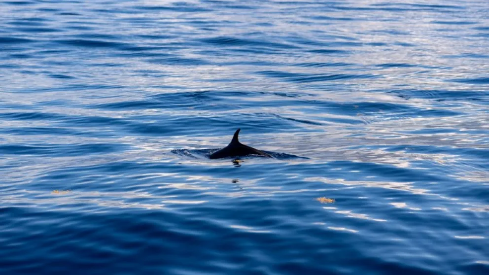 Où voir des dauphins en Martinique ?