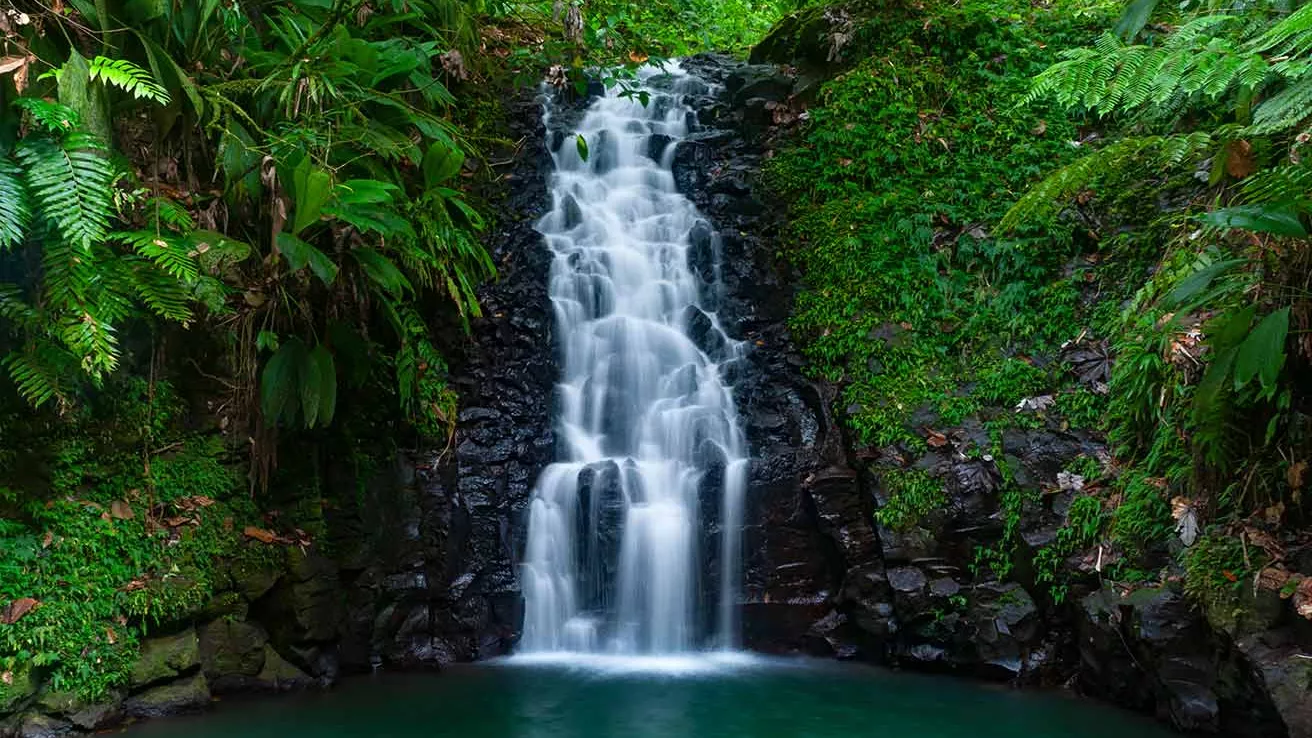 Jardin Botanique de Valombreuse Petit-bourg Guadeloupe