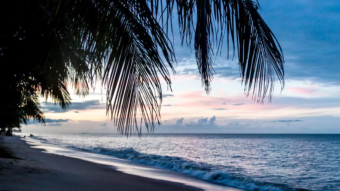 Palmiers sur une plage à Kourou en Guyane française