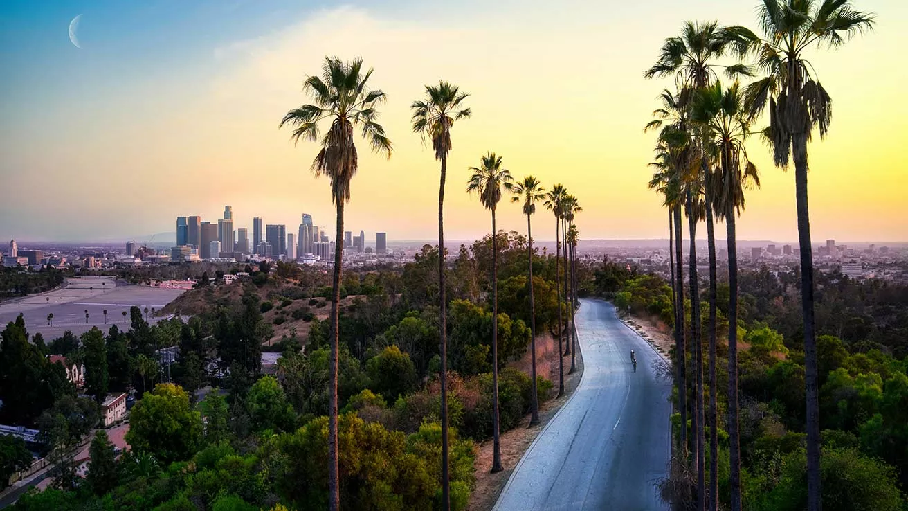 Palm tree road in Los Angeles