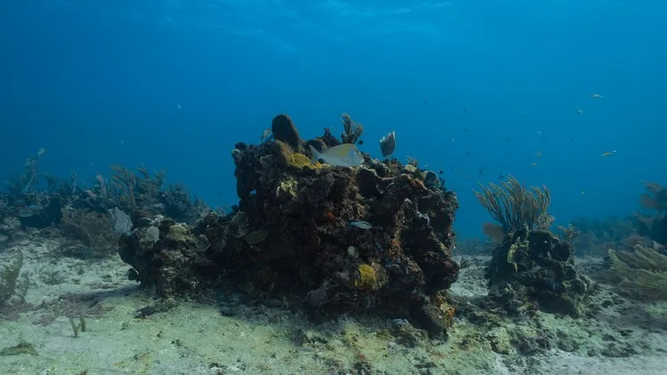 Récif coralien à Puerto Morales