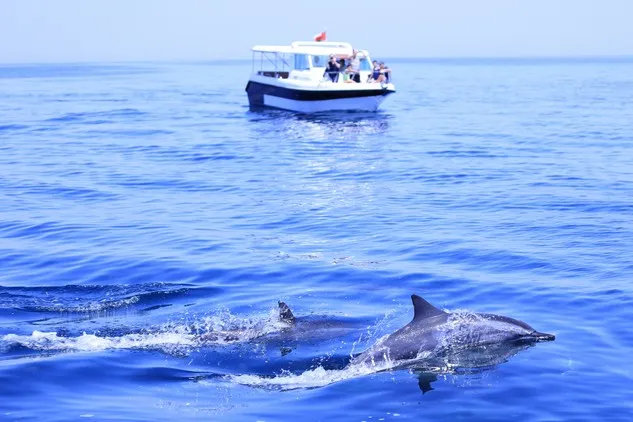 Observation des dauphins depuis un bateau