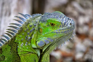 Photo d'un iguane vert de la Martinique