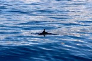 Nageoire dorsale dauphin en Martinique