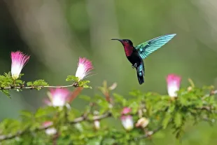 Colibri madère