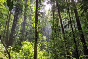 foret amazonienne en guyane