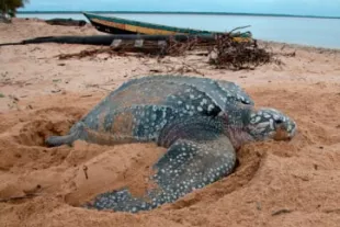 13 - préparer son voyage en Guyane - 1-min.jpg