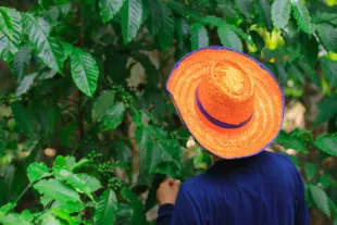 22 - jardin botanique des cayes (Vignette).jpeg