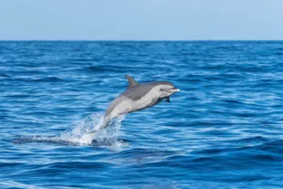 Ou-et-comment-nager-avec-les-dauphins-en-Guadeloupe_1-vignette.jpg