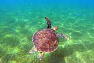 Ou-voir-des-tortues-en-Guadeloupe_1-vignette.jpg