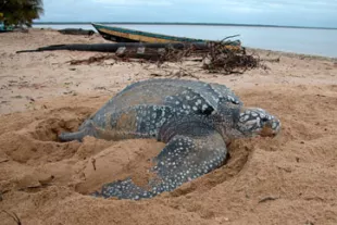 Ou-voir-les-pontes-de-tortues-en-Guyane--2d10229.jpg