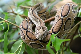 Peut-on-rencontrer-des-serpents-en-Guadeloupe_1-vignette.jpg