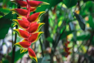 Top-5-des-plus-belles-fleurs-exotiques-de-Guyane.jpg