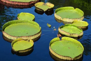 Visite-du-Jardin-Botanique-de-Guyane.jpg