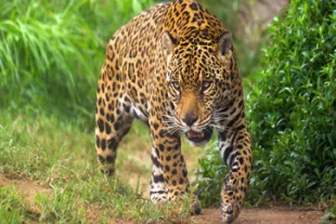 Visiter-le-Zoo-de-Guyane_0.jpg