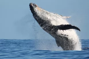 baleine-guadeloupe-vignette.jpg