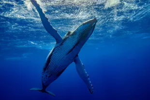 baleine-martinique-vignette.jpg