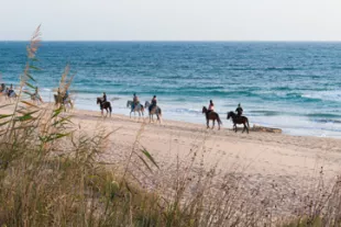 cheval-guadeloupe-vignette.jpg