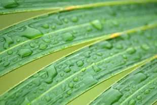 guadeloupe-pluie-vignette.jpg