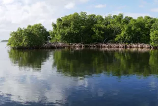 visiter-mangrove-guadeloupe-vignette.jpg