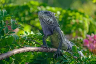 voir-iguanes-guadeloupe-vignette.jpg